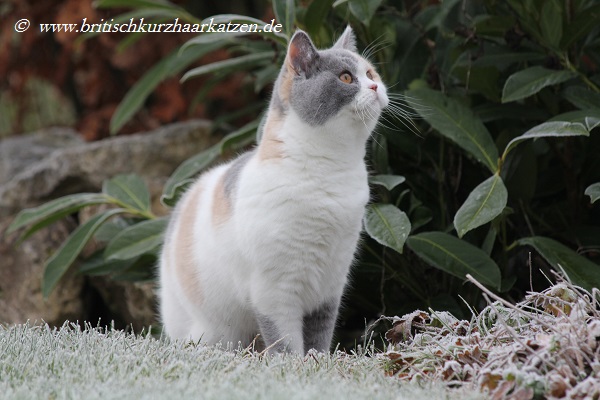 Gretchen18.12.2013