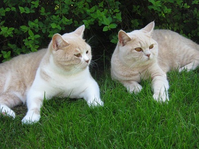 Guinness & Giulia gr��en Daitingklein