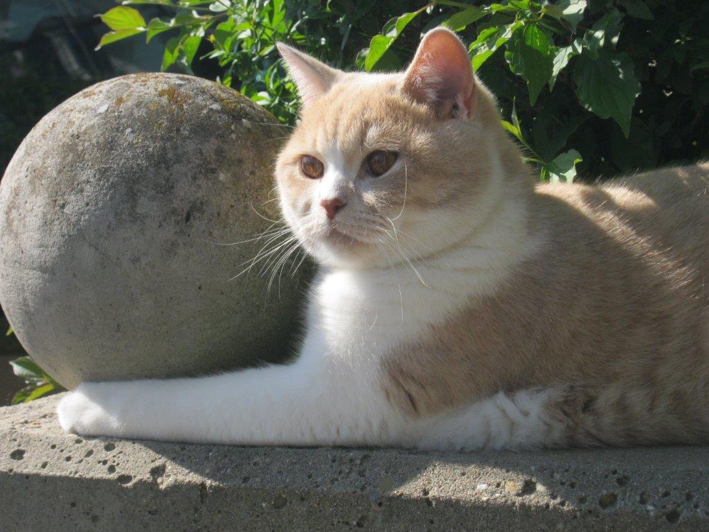 auf der Mauer - Lauer