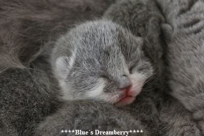 ****Blue�s Dreamberry****