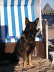 Artus der Urlaubshund