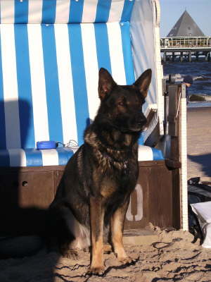 Artus der Urlaubshund