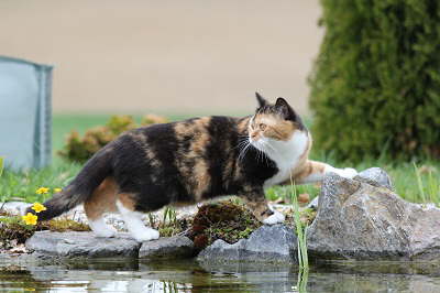 CayenneApril20123