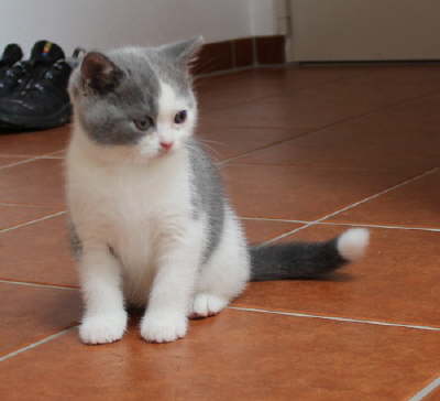 Elfe