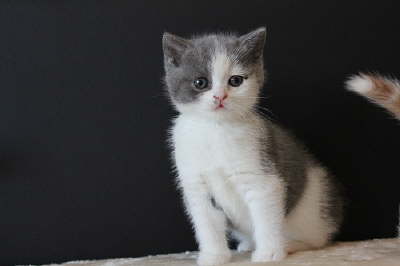 Elfe