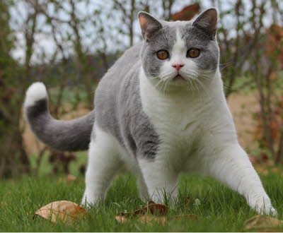 FidelioAprilGarten4