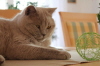 Urmel_tisch_ball