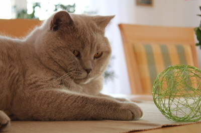 Urmel_tisch_ball